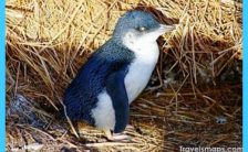 phillip-island-penguin-parade-evening-tour-in-melbourne-41827.jpg
