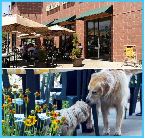 Dog-Friendly Restaurants in US - TravelsMaps.Com