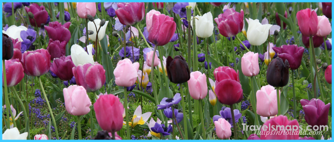 Calendar - Tulips in Holland