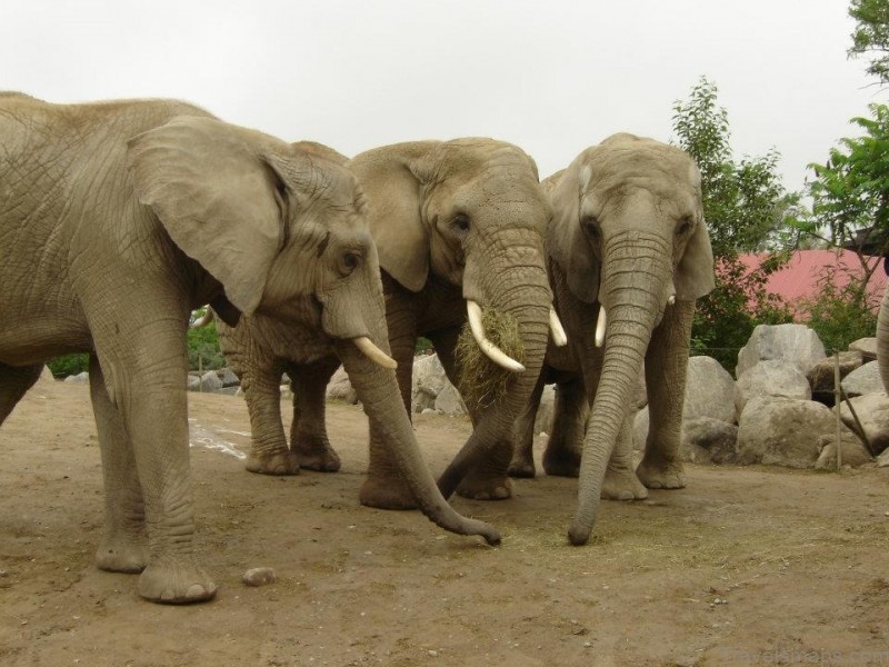 The Toronto Zoo Elephant Saga – The Whole Truth and Nothing but the Truth | Zoosmatter