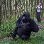 review of bisate lodge hotel rwanda map of rwanda where to stay in rwanda