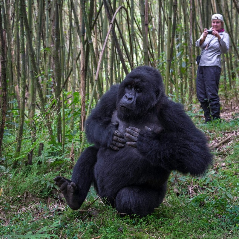 review of bisate lodge hotel rwanda map of rwanda where to stay in rwanda