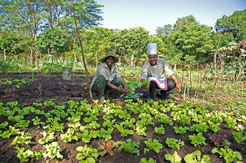 sanctuary olonana kenya 10