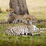 sanctuary olonana kenya 3