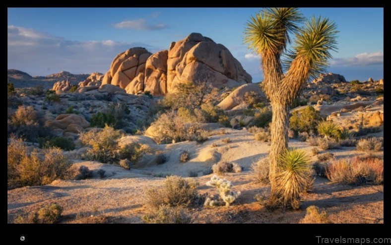 Map of Joshua Tree United States